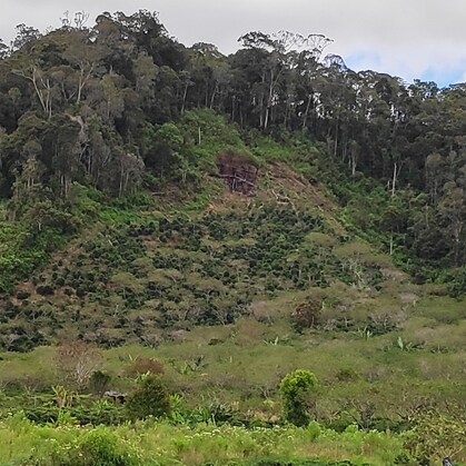 indonesia sumatra gayo indonesia sumatra gayo