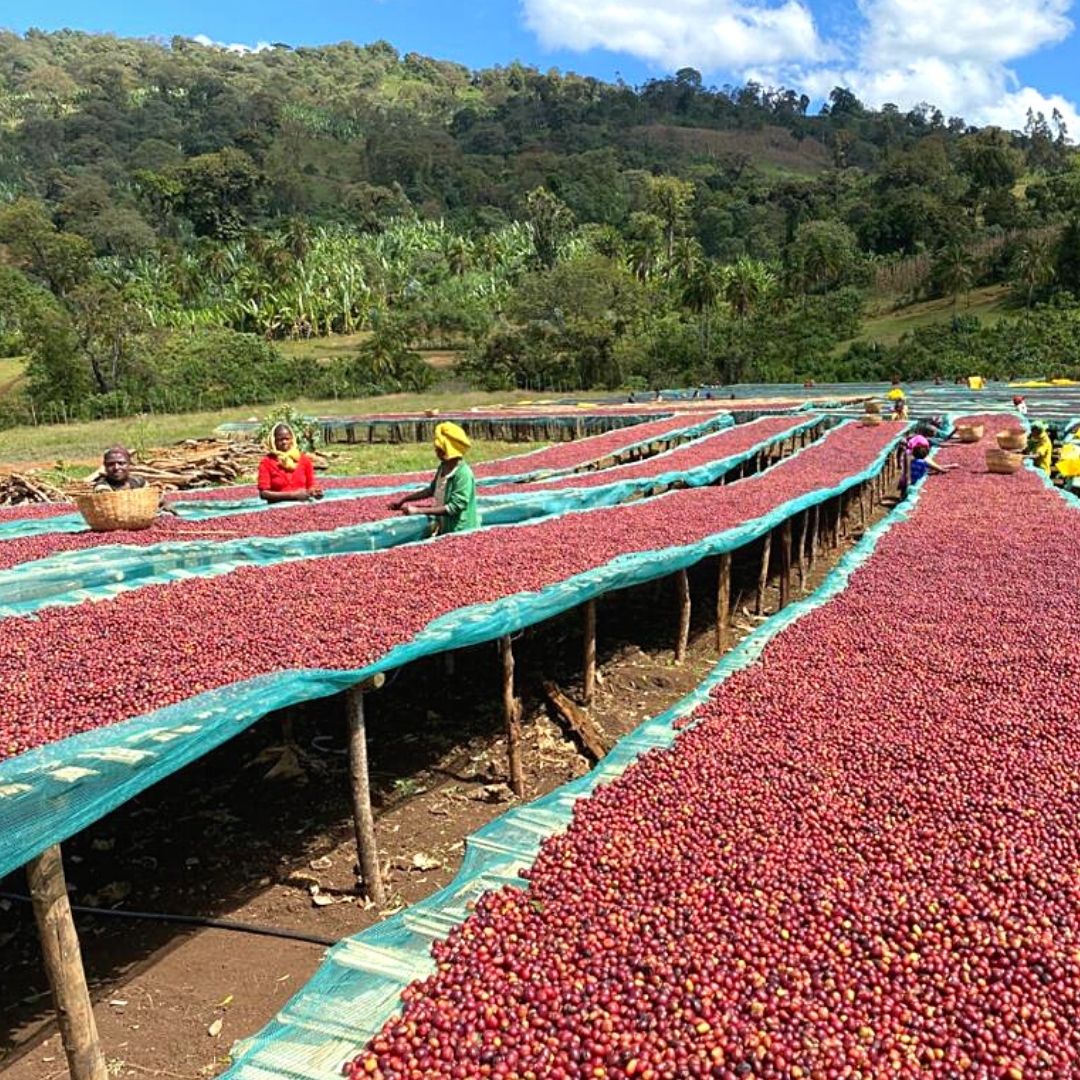 Guji Kercha G2 Natural