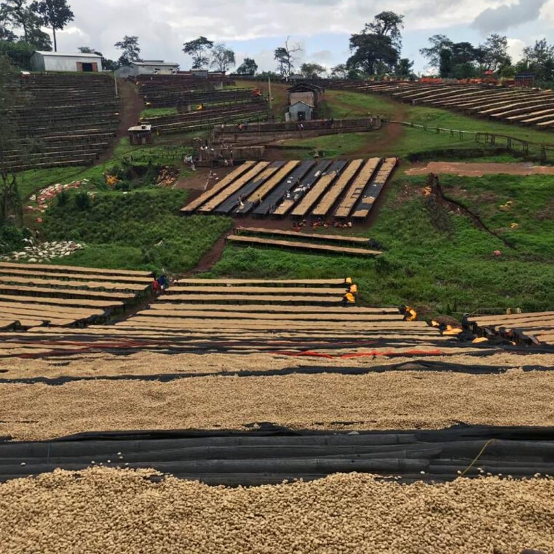 Yirgacheffe Washed G2 TOP Lot