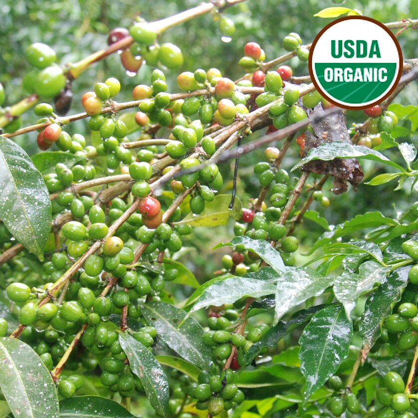 Guji G2 Organic Dawa Basin Washed