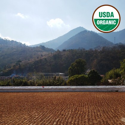 Huehuetenango mountains and green coffee drying