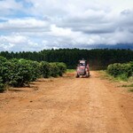 Brazil coffee farm