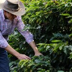 Brazil coffee farmer picking coffee