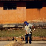 Brazil green coffee beans drying being raked