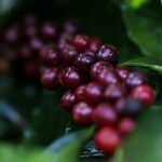 Brazil coffee cherries ripening