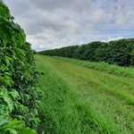 Brazil coffee farm rows coffee trees