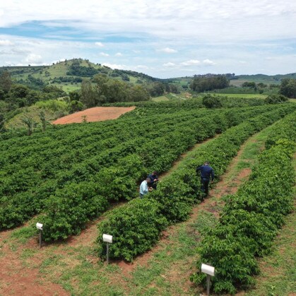Brazil coffee fields with farmers
