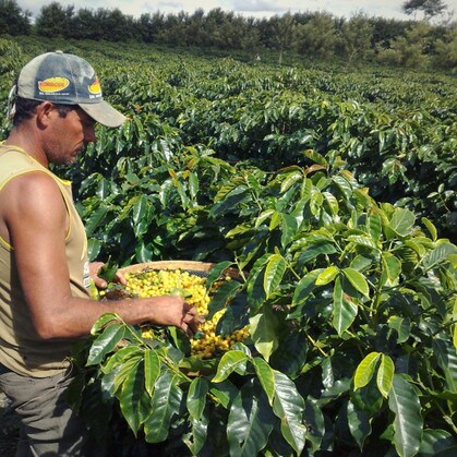 Brazil yellow bourbon coffee picking