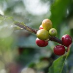 Brazil coffee cherries ripening on tree