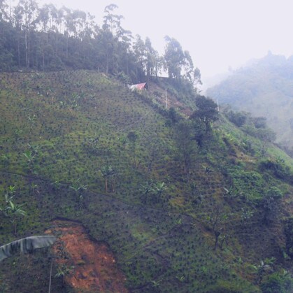 Colombia coffee farm on hillside Valle del Cauca