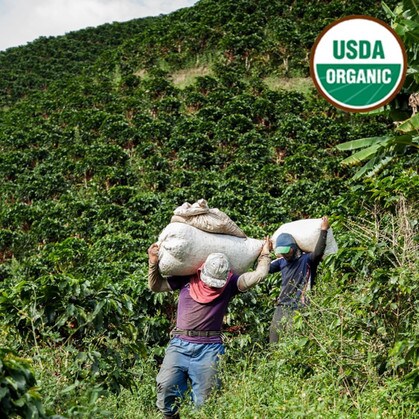 Colombia organic coffee farmer Antioquia