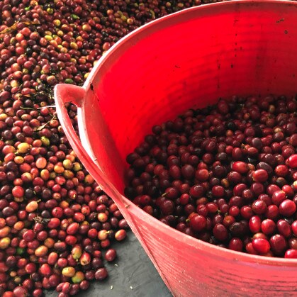 Colombia Huila green coffee beans in solar dryer with rake