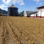 Costa Rica Tarrazu green coffee beans drying on patio