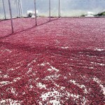 Coffee cherries drying for natural processing in solar dryers