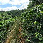 Coffee plant nursery in Perez Zeledon mill in Costa Rica