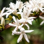 Coffee trees flowering in Costa Rica
