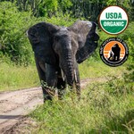 Elephant in Virunga National Park - DR Congo Gorilla green coffee