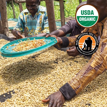 Sorting green coffee beans on raised beds in North Kivu, DR Congo