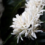 Coffee trees flowering in El Salvador