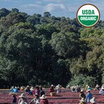 Green coffee beans drying on raised beds in Ethiopia. USDA Organic green coffee beans.