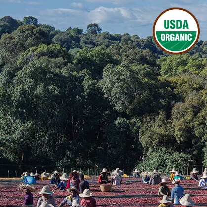 Green coffee beans drying on raised beds in Ethiopia. USDA Organic green coffee beans.
