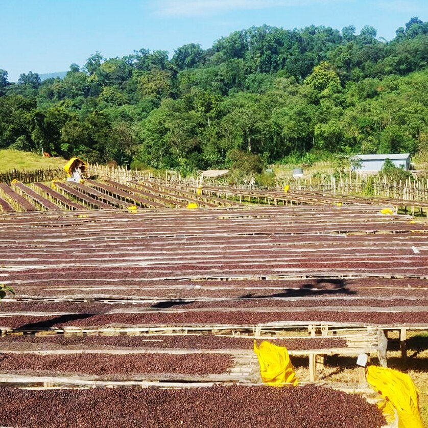 Guji Tadele Worku G4 Natural