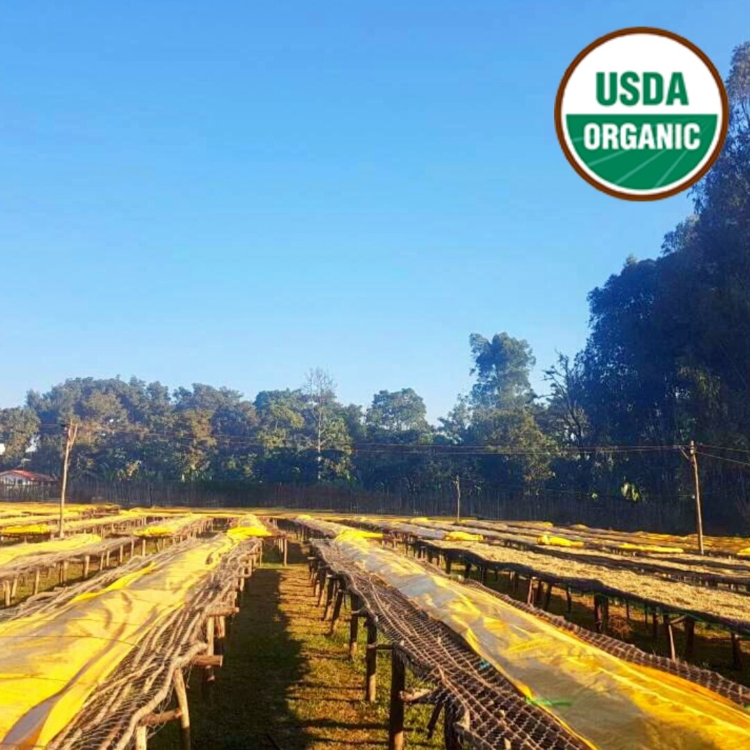 Organic Yirgacheffe G2 Washed