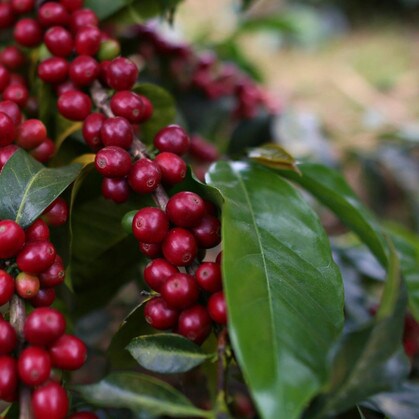 Ripe red coffee cherries about to be picked on Guatemala coffee farm