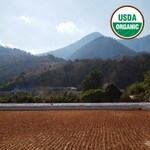 USDA organic green coffee beans drying on patio in Guatemala