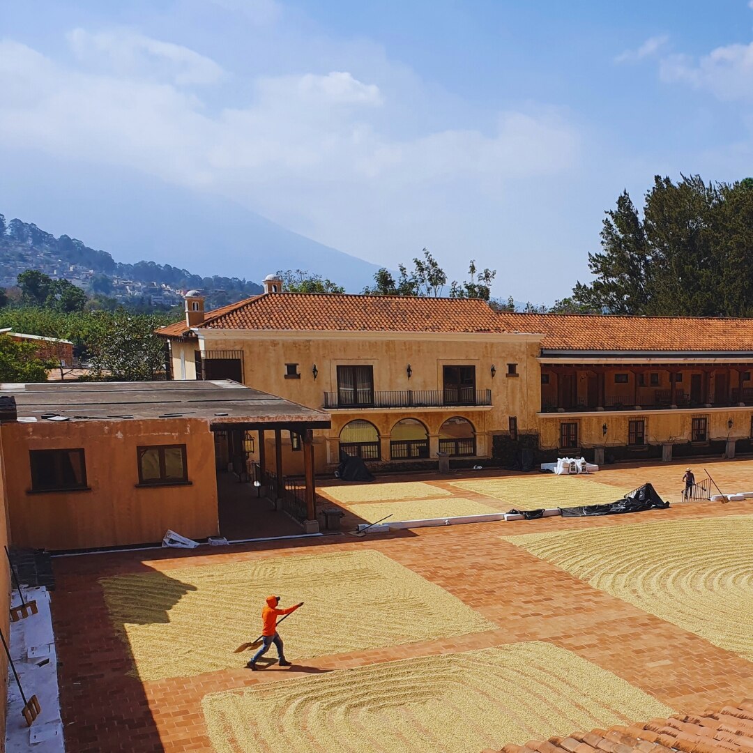 Antigua Finca Filadelfia Washed SHB/EP