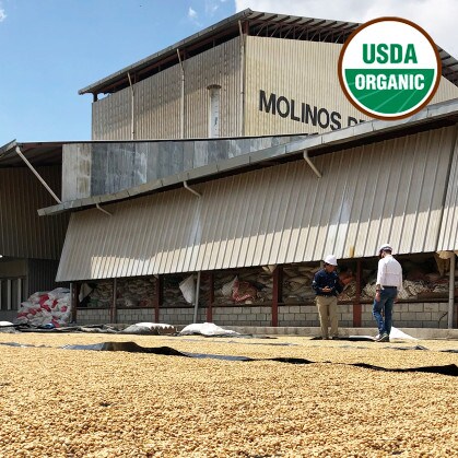 USDA green coffee beans drying at Genuine Origin mill in Comayagua, Honduras