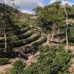 Coffee farm in Siguatepeque in the Comayagua department of Honduras.