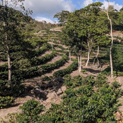 Coffee farm in Siguatepeque in the Comayagua department of Honduras.