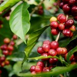 India ripe red coffee cherries to be picked for monsoon process