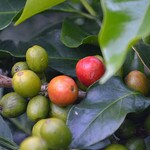 Coffee cherries starting in ripen in West Java, Indonesia