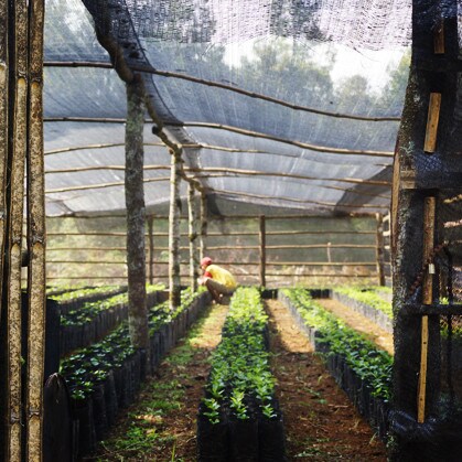 Tending to young coffee plants in coffee nursery in Sumatra