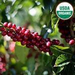 Chiapas, Mexico organic coffee cherries to be picked for organic green coffee beans