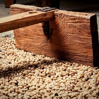 Green coffee beans with wooden coffee rake