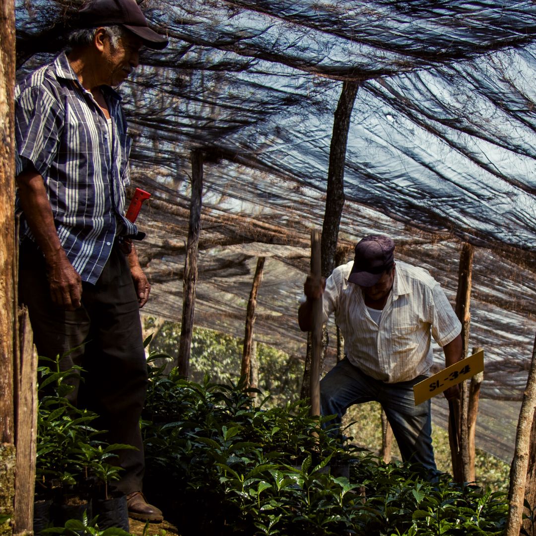 Veracruz Barranca Honda Washed SHG Fancy
