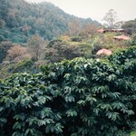 Coffee trees at La Bastilla coffee estate in Nicaragua