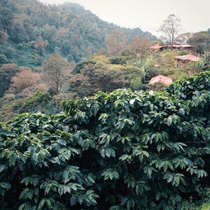 Coffee trees at La Bastilla coffee estate in Nicaragua