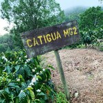 Nicaragua coffee farm, La Bastilla coffee estate segmented by coffee varietal