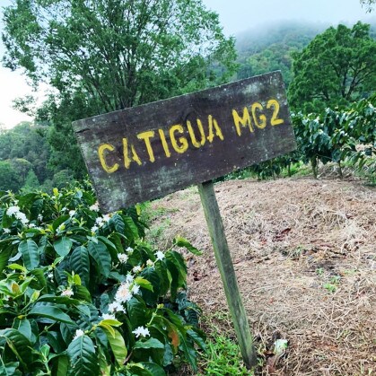 Nicaragua coffee farm, La Bastilla coffee estate segmented by coffee varietal