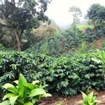 Coffee trees at La Bastilla coffee estate in Nicaragua