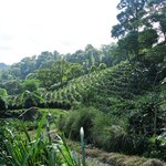 Coffee trees at La Bastilla coffee estate in Nicaragua