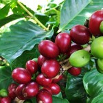 Nicaragua coffee cherries ripening on the tree