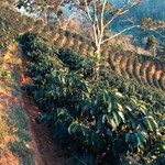 Peru coffee farm with rows of coffee trees