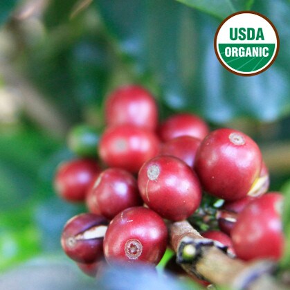 Organic coffee farm in Cajamarca, Peru with coffee plants & mountains at sunrise