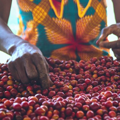 Rwanda sorting coffee cherries for quality