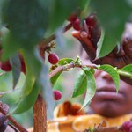 Picking ripe red coffee cherries in Tanzania's southern highlands